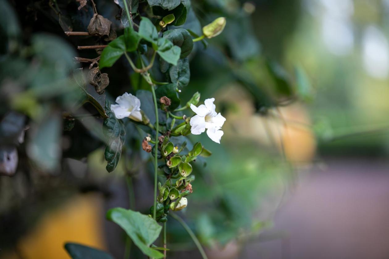 Gatimene Gardens Hotel Meru Eksteriør billede